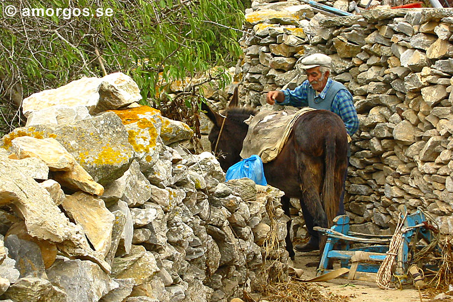 Amorgos är en av öarna i Grekland där det fortfarande finns många åsnor. Vroutsi.